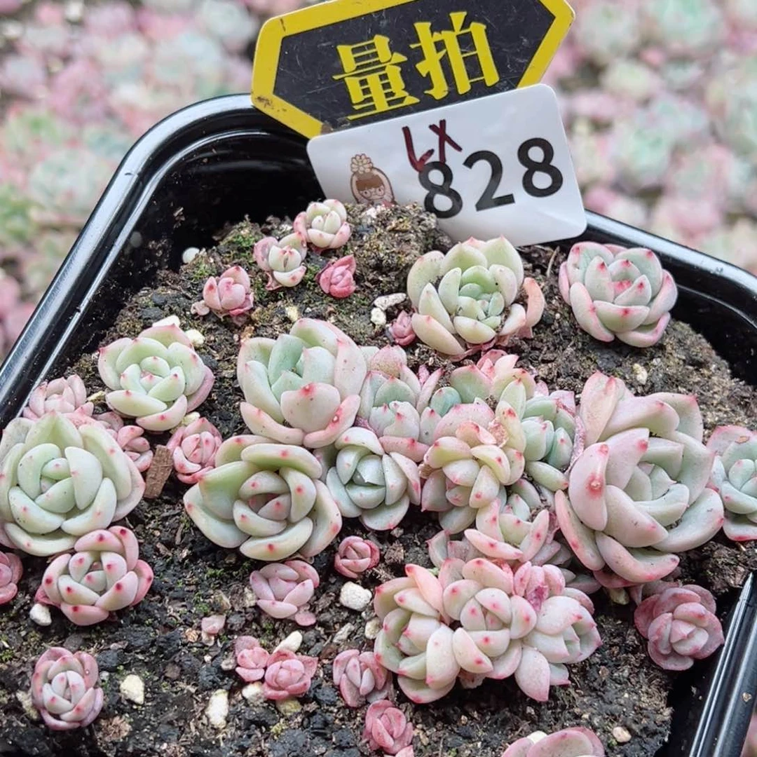 多肉植物多肉植物