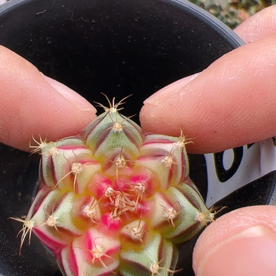当前无花栽培后可以开花649