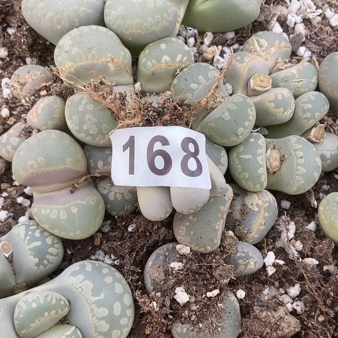 生石花一物一拍168