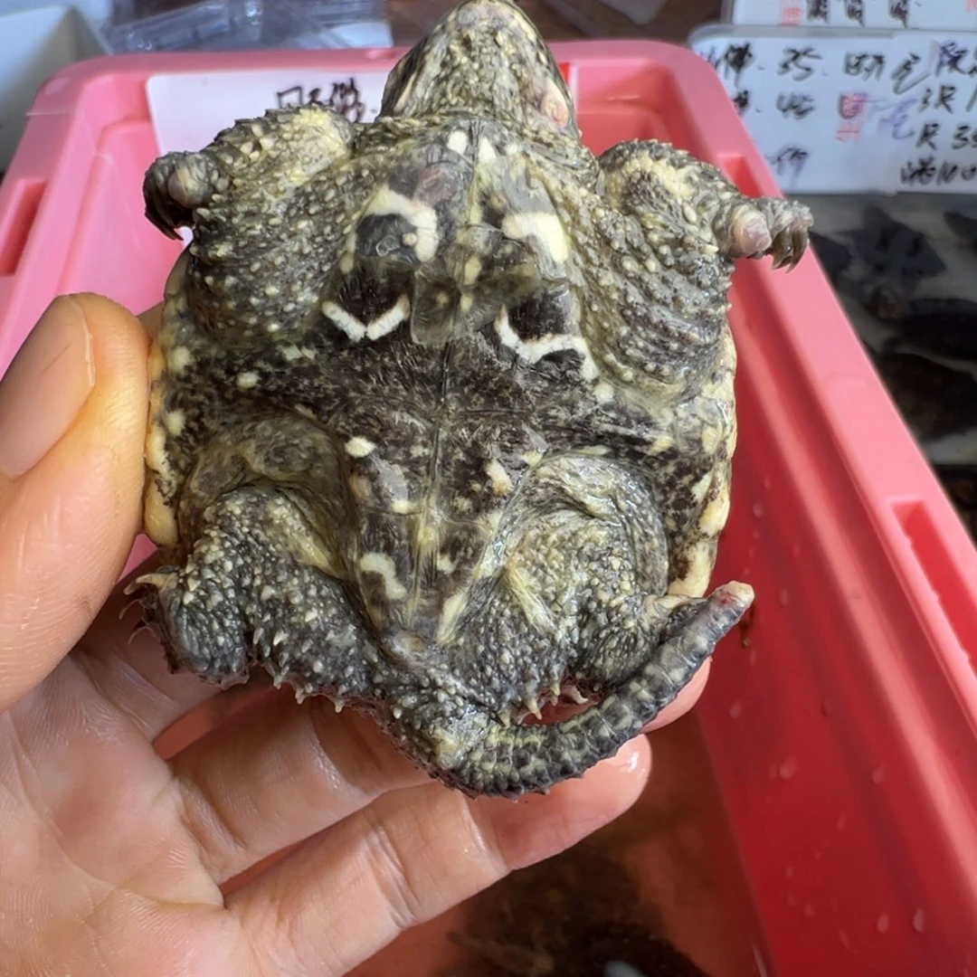 小鳄龟不分公母不退不换遐思