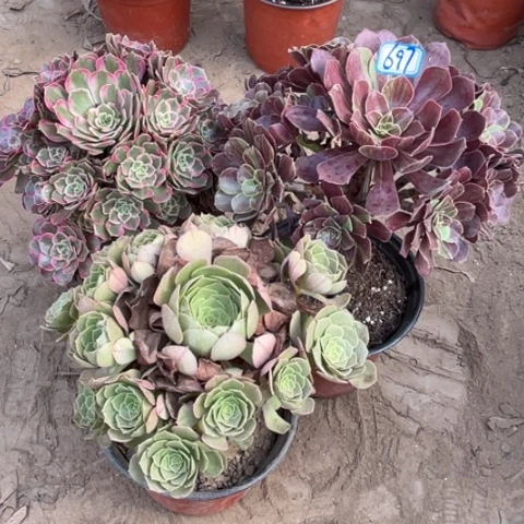 697多肉植物组合，
