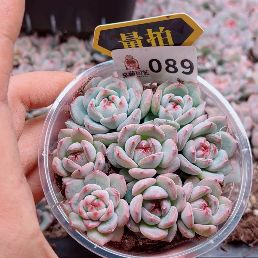 多肉植物多肉植物