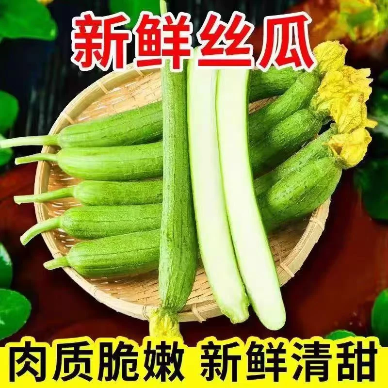 新鲜丝瓜绿皮丝瓜农家丝瓜长丝瓜时令蔬菜山东鲜丝瓜