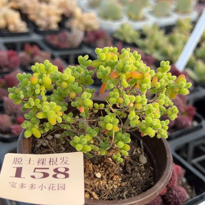 金桔糖球9cm一颗量拍多肉满20包邮下午发