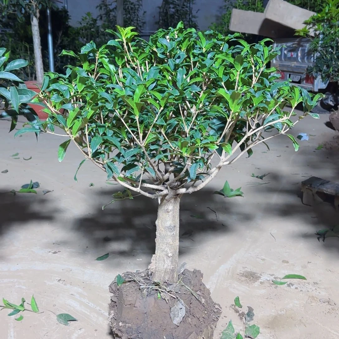 无***，无花朵桂花。八月桂系列