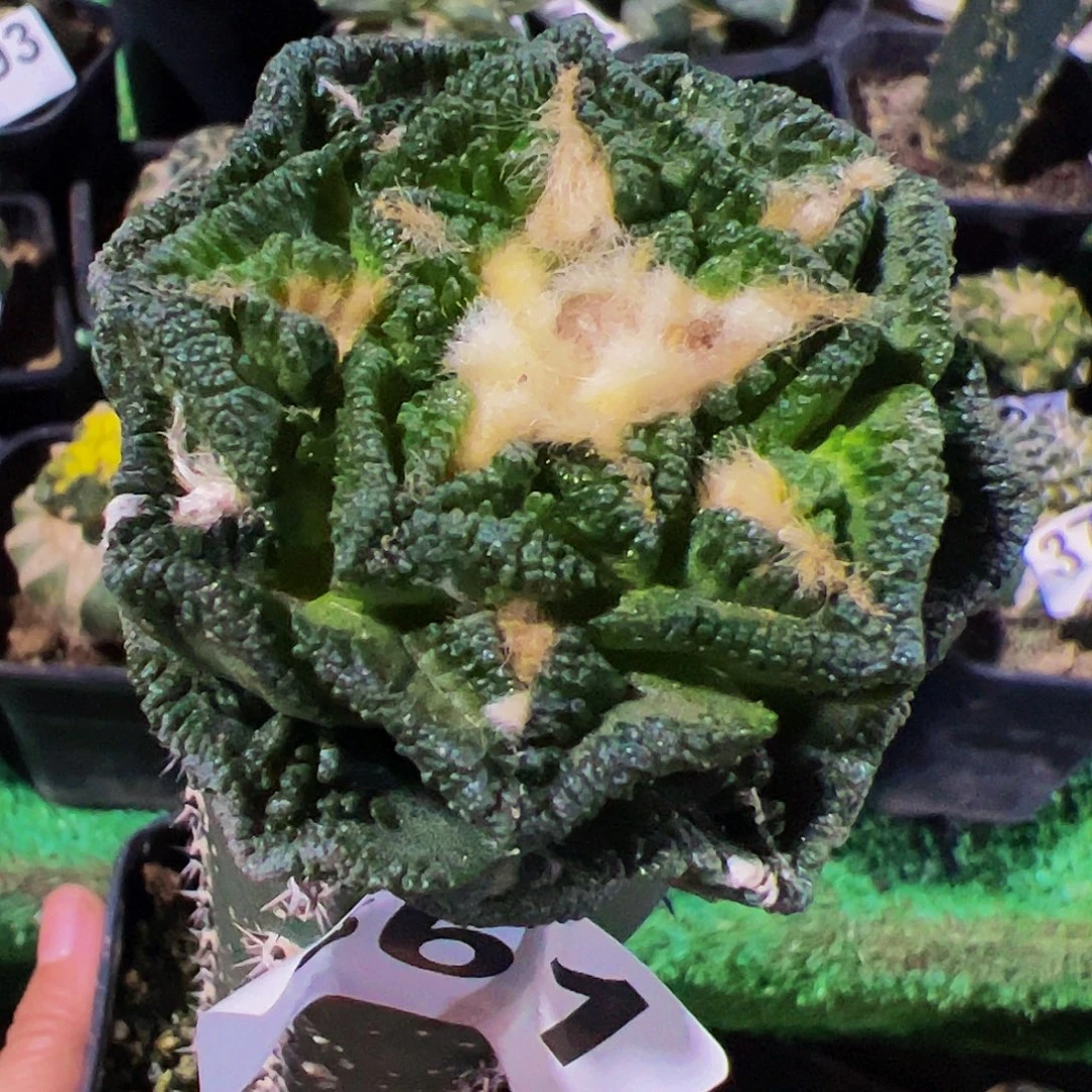 无花朵福利隔尤辛顿牡丹661