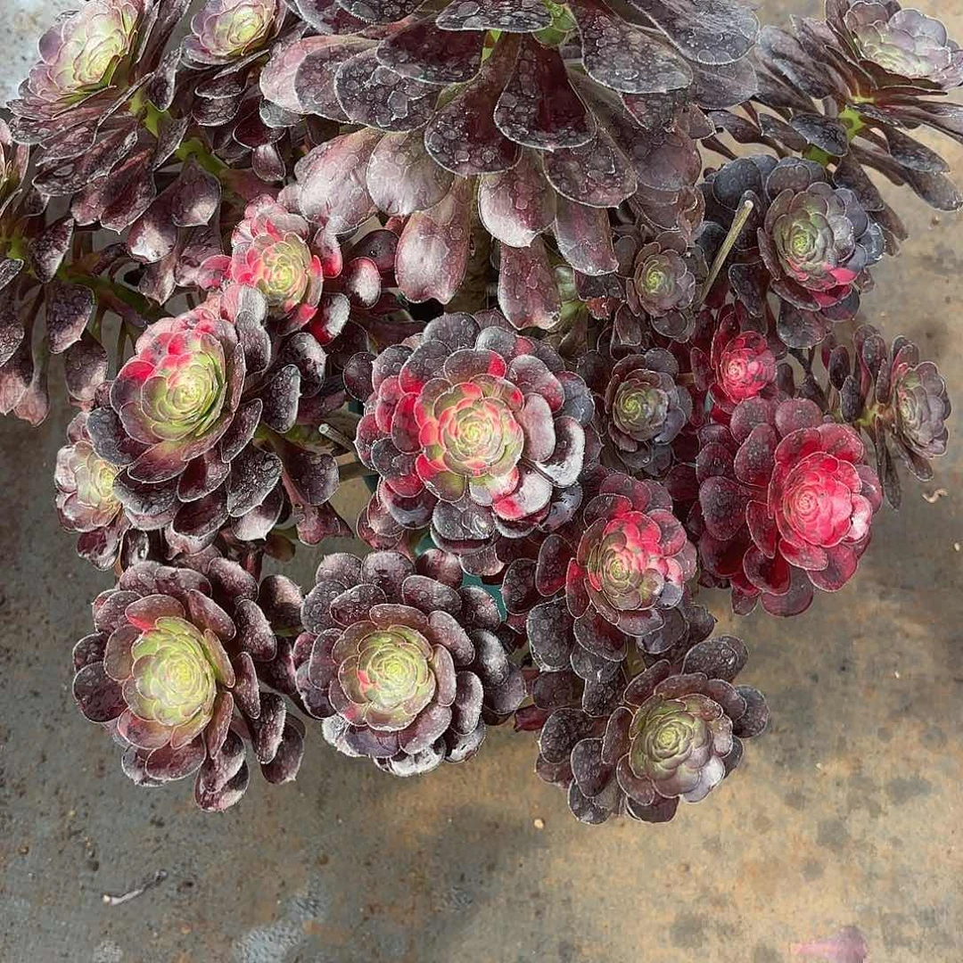 冷*?多肉植物福利038