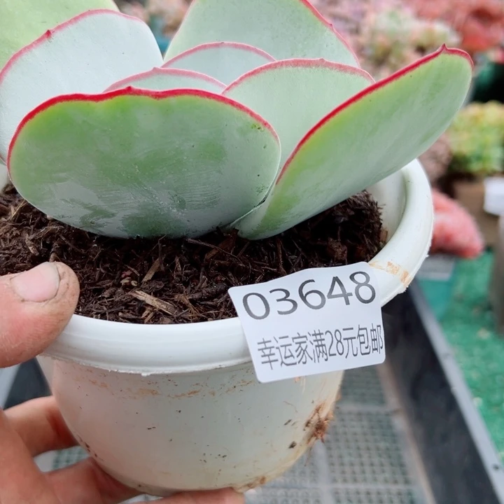 幸运的是我还没遇到过
