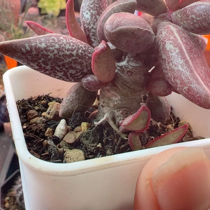 懒*孩恭喜发财是你我最喜欢看