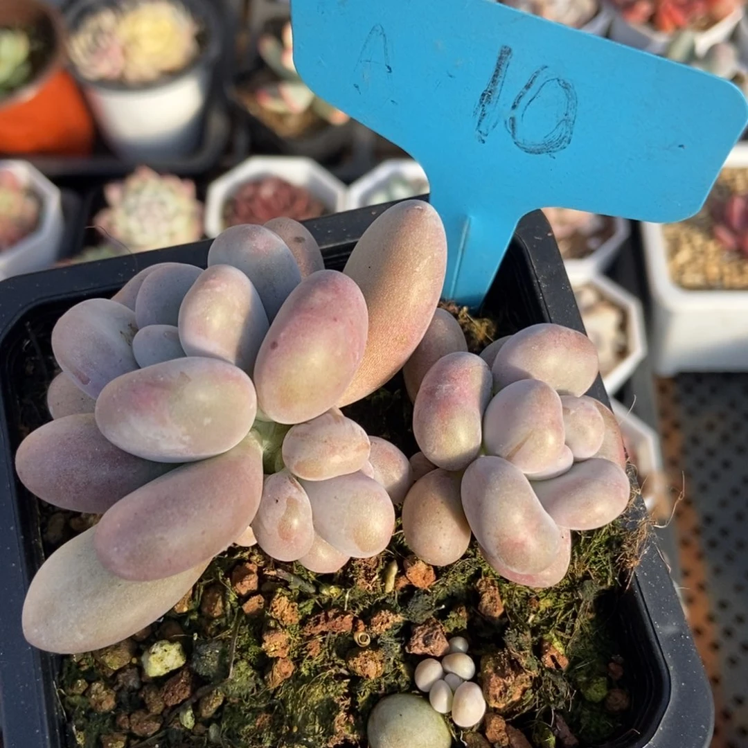 10鸡蛋奶酪多肉植物