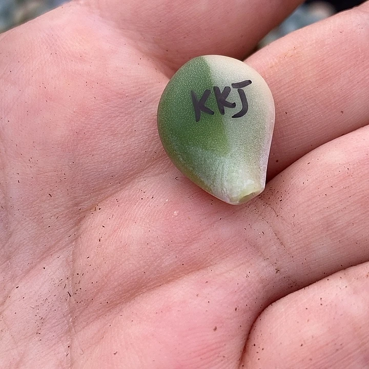 姑***姑Kk奶酪锦多肉植物多肉