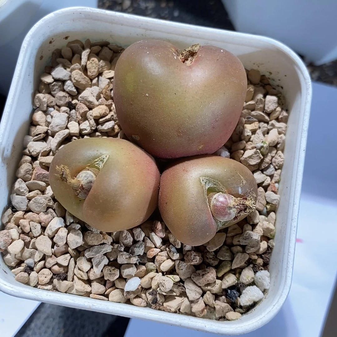 14341。 福利大母本吕毛一盒。