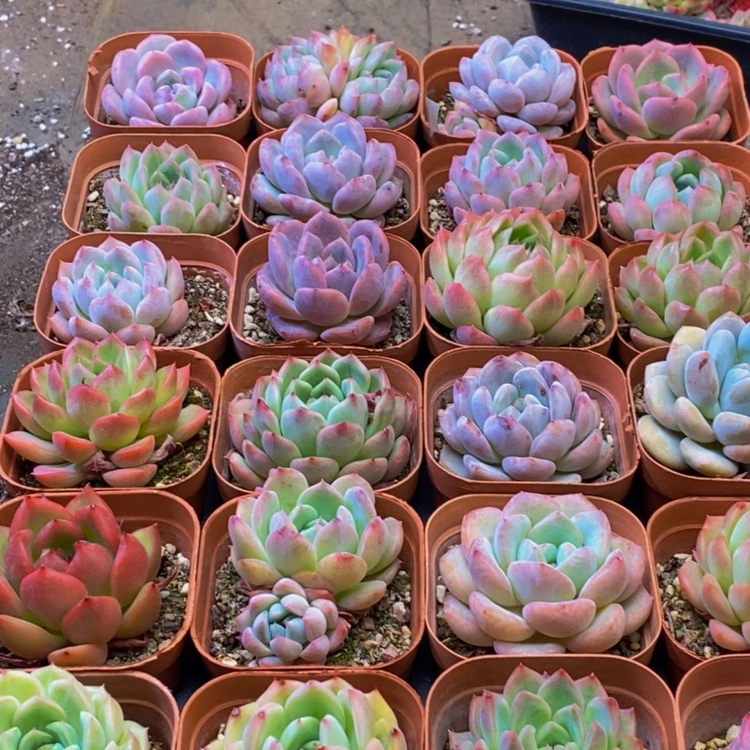 949多肉植物保护研究所所长