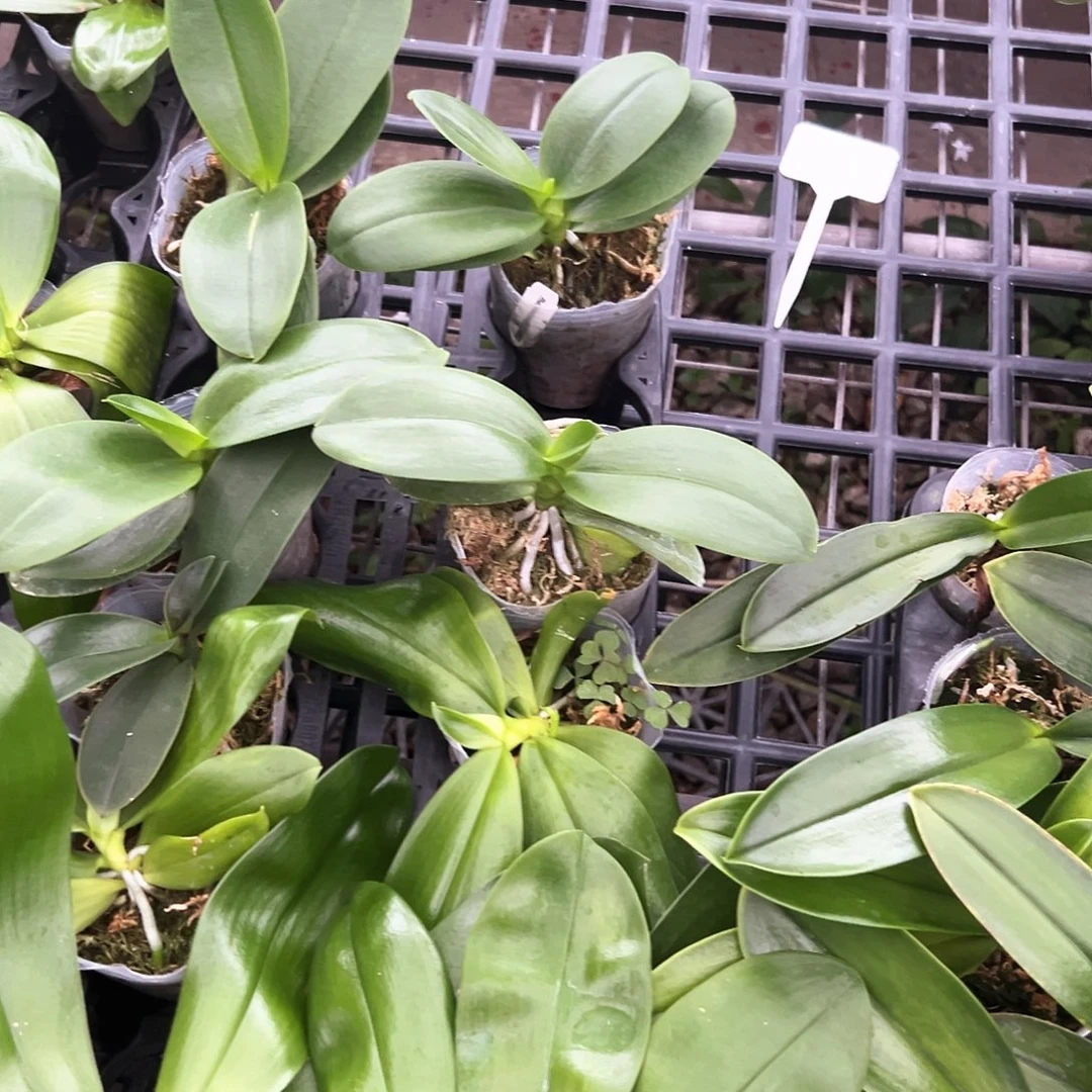 不开花植物美牡沙2.8