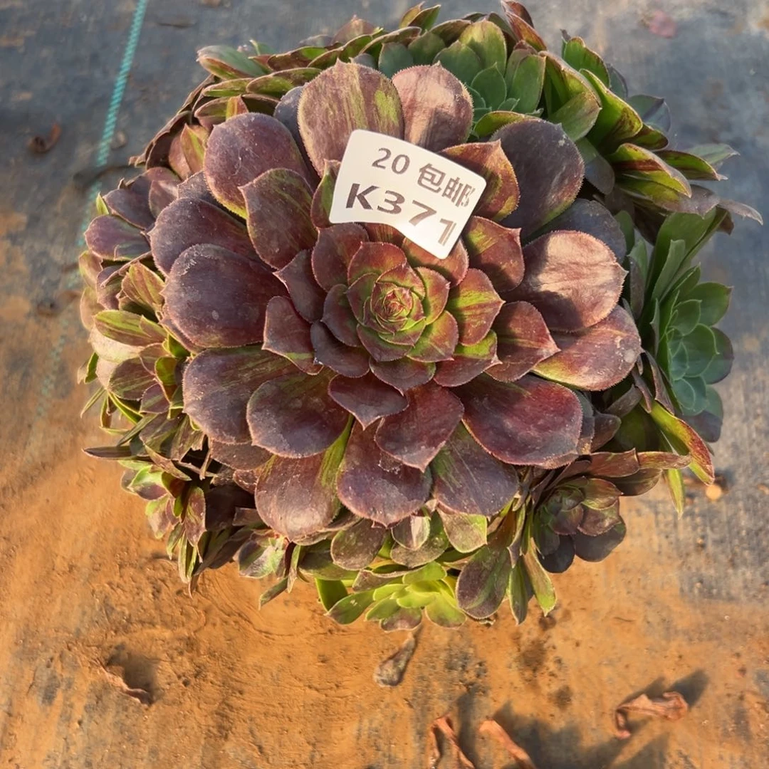 371花月夜，满20包邮嘟叮熊