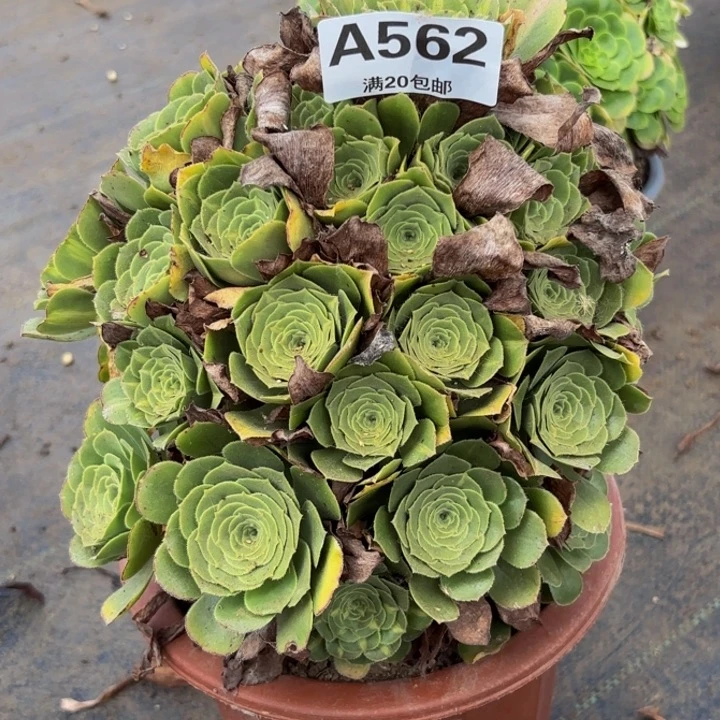 瑞妈多肉园艺562翡翠琉璃