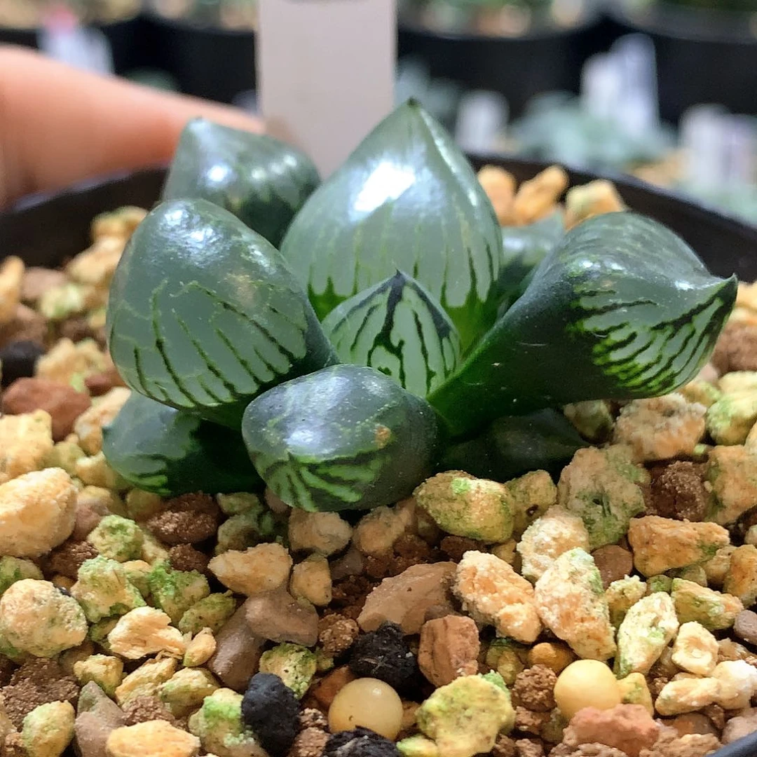 实生裹克 尺寸4.9cm