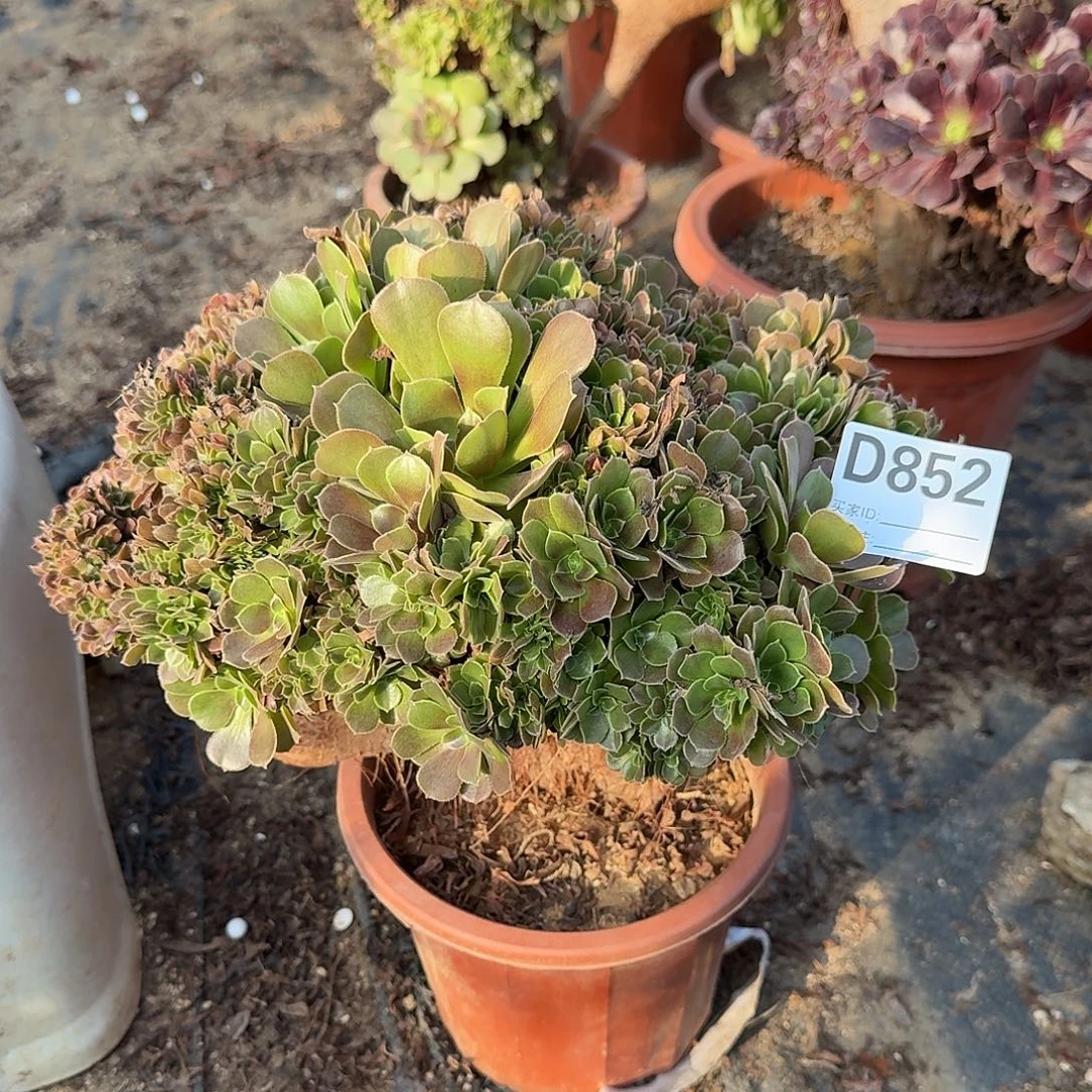 852玫瑰朵朵一颗呀呀
