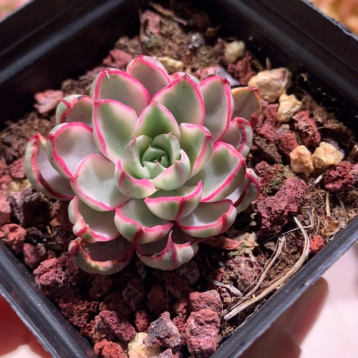 阿吉塔玫瑰腹轮锦锦锦