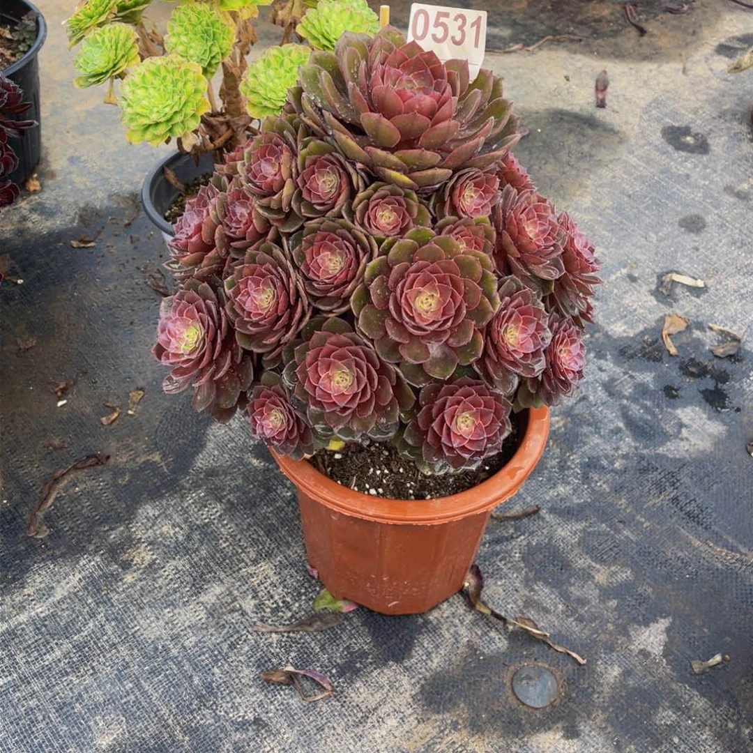 音*扬桃花石0531带土球