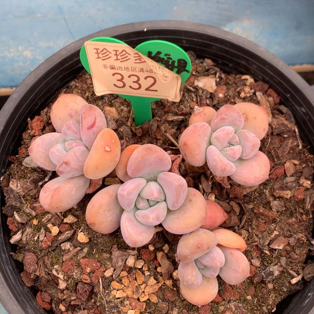 丸叶奥普无砍平头332