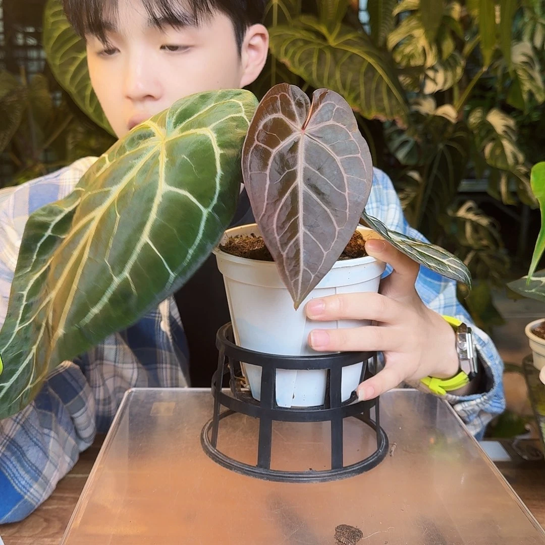 完全开放Z187红水晶杂银骑士