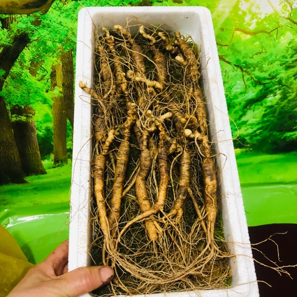 长白山新鲜林下参200克22支微残参牙签参