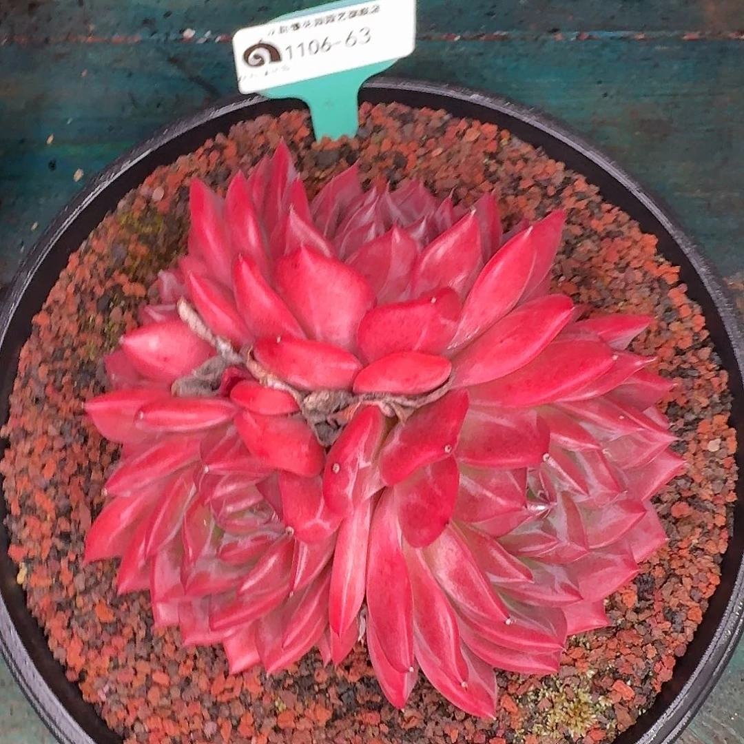 从前慢花园东云1106-63