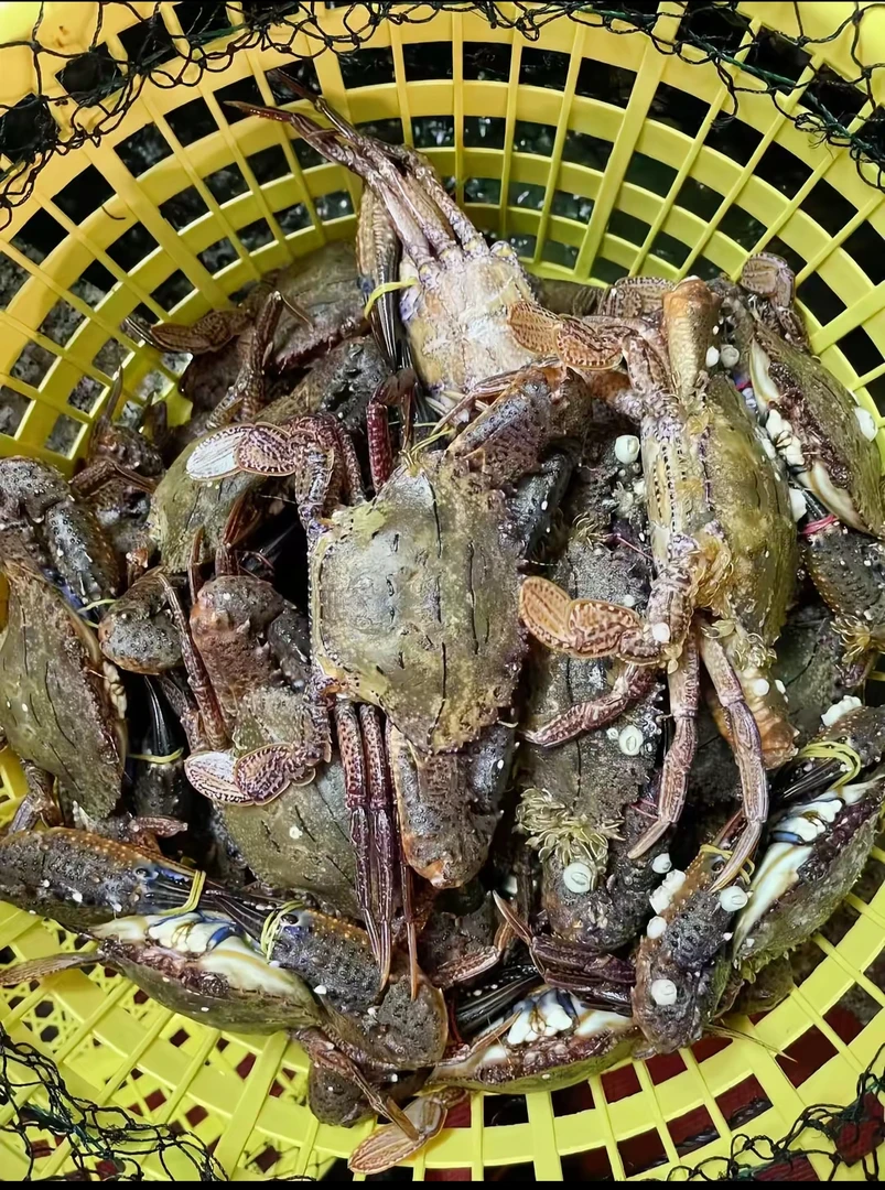 黑金刚/黑猴蟹   福建厦门发货  顺丰包鲜到家