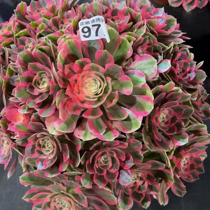 00000972七彩石多肉