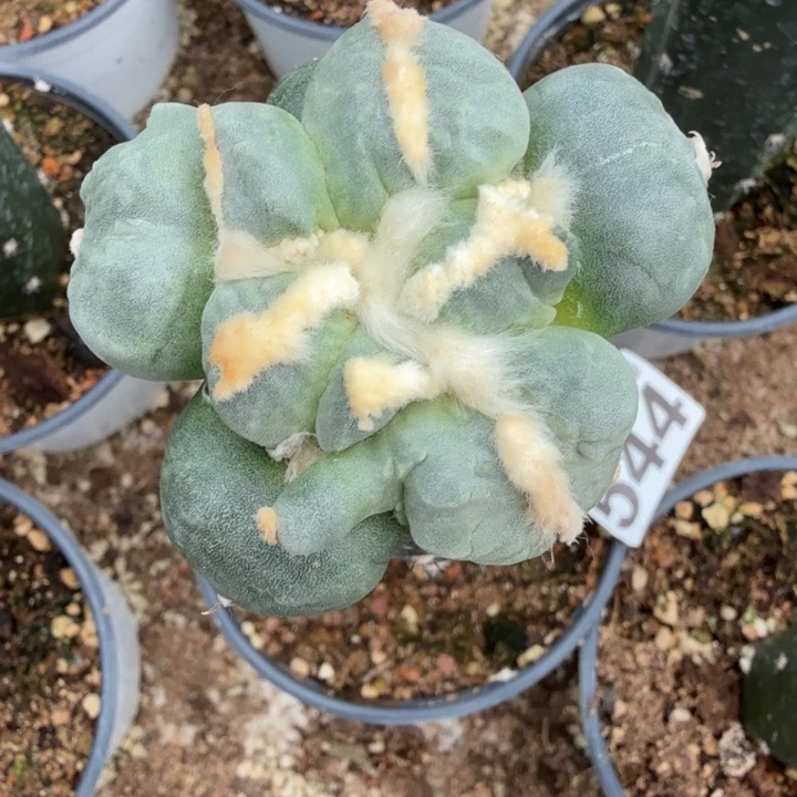 无花朵544叉尤白肌蛋蛋牡丹有犄角东五