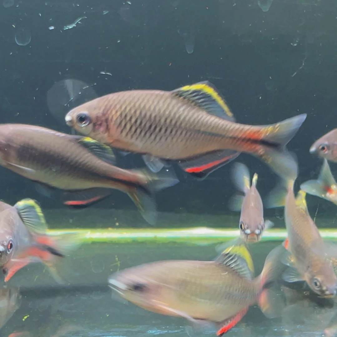 海水鱼5～7厘米2条通货