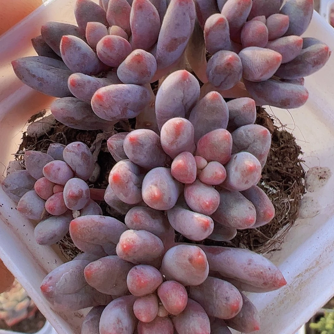 蓝舌群19包邮多肉