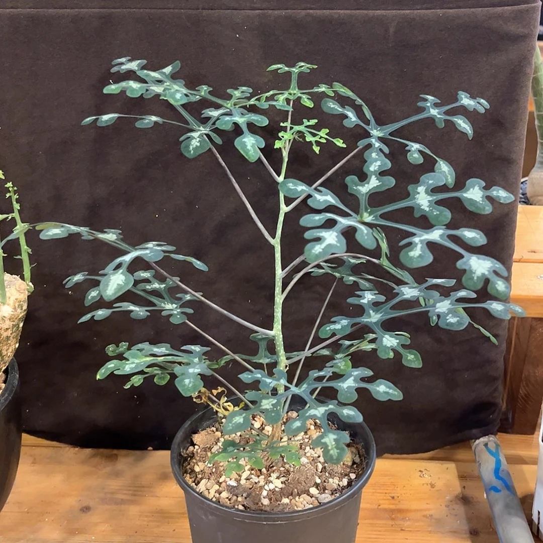 °***）潮流植物 潮流植物