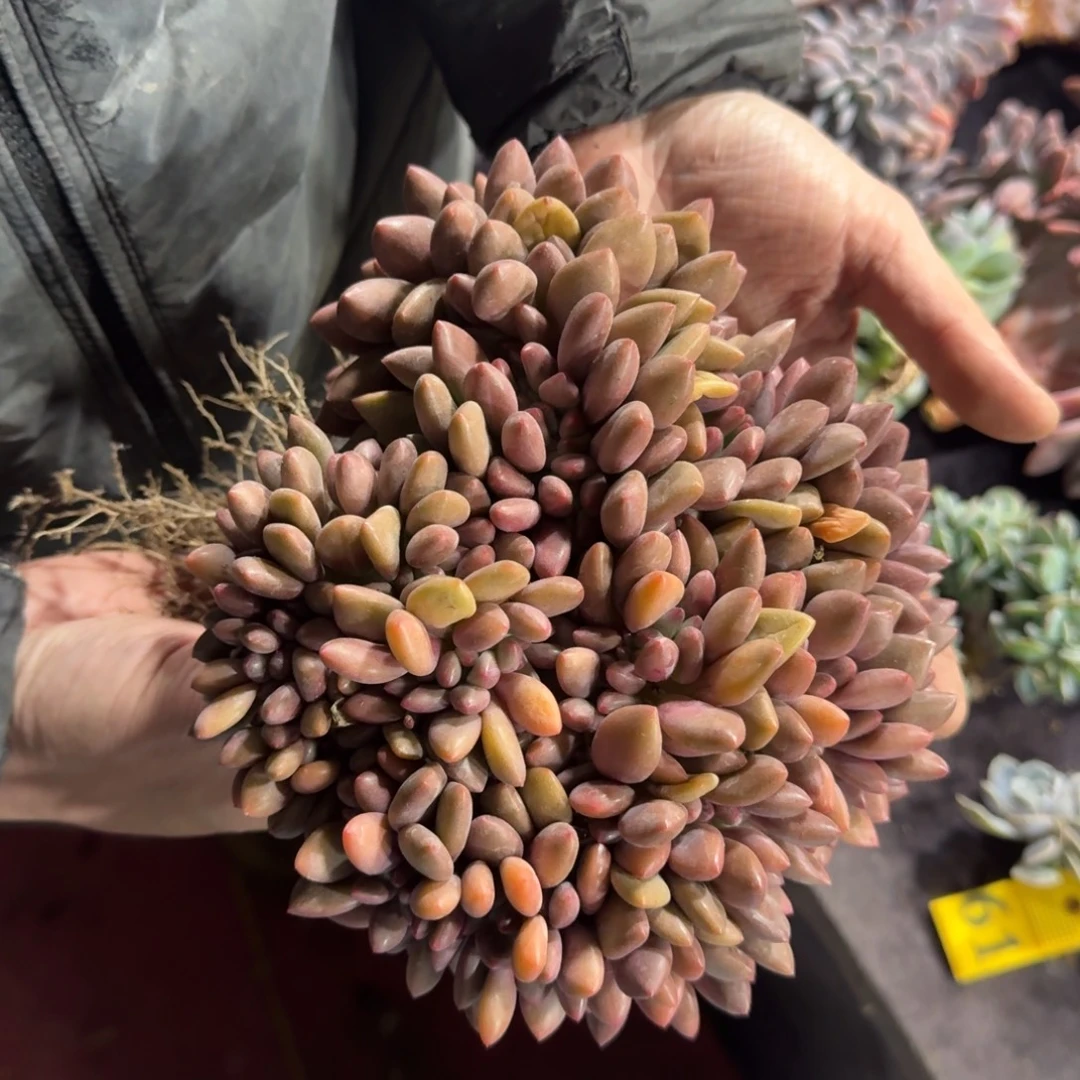 桃花源缀化一物一拍