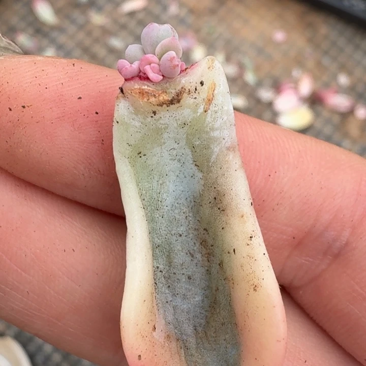 美尻一物一拍好看