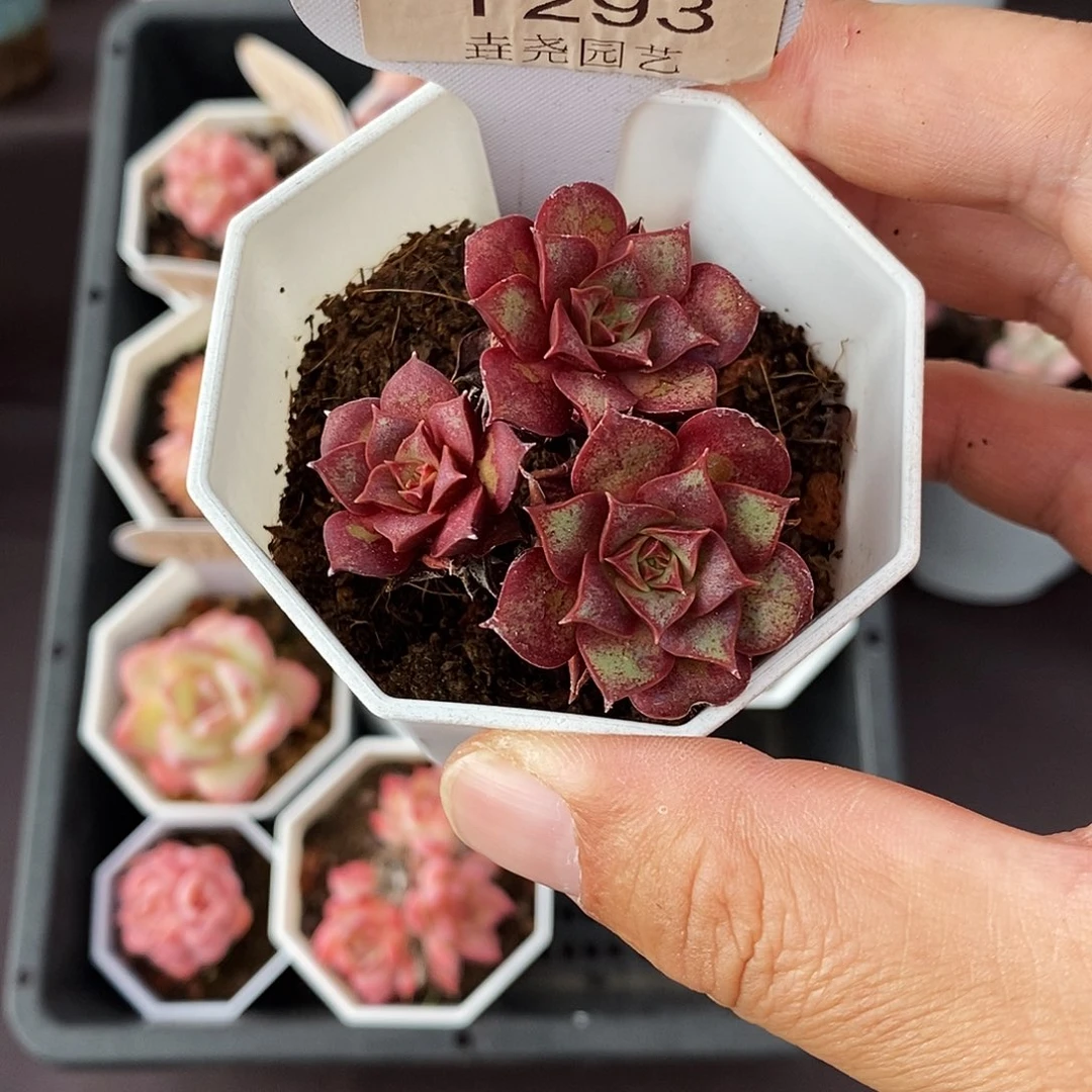 0293 罗西玛群 4.5cm