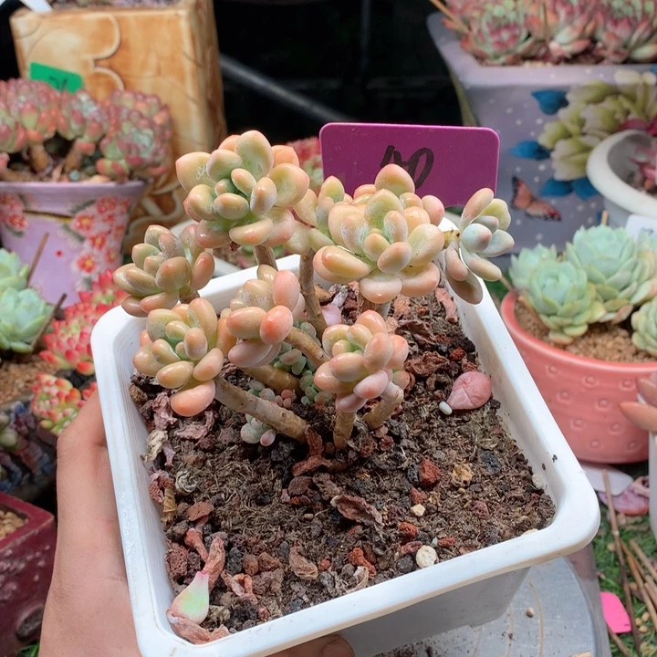 巴****多肉植物一物一拍40