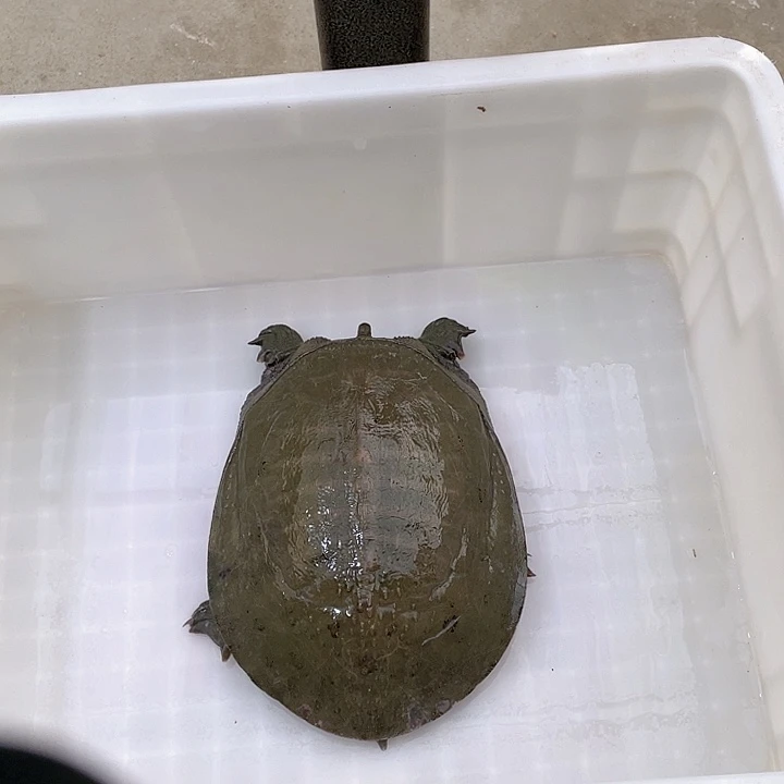 中国大陆12345678