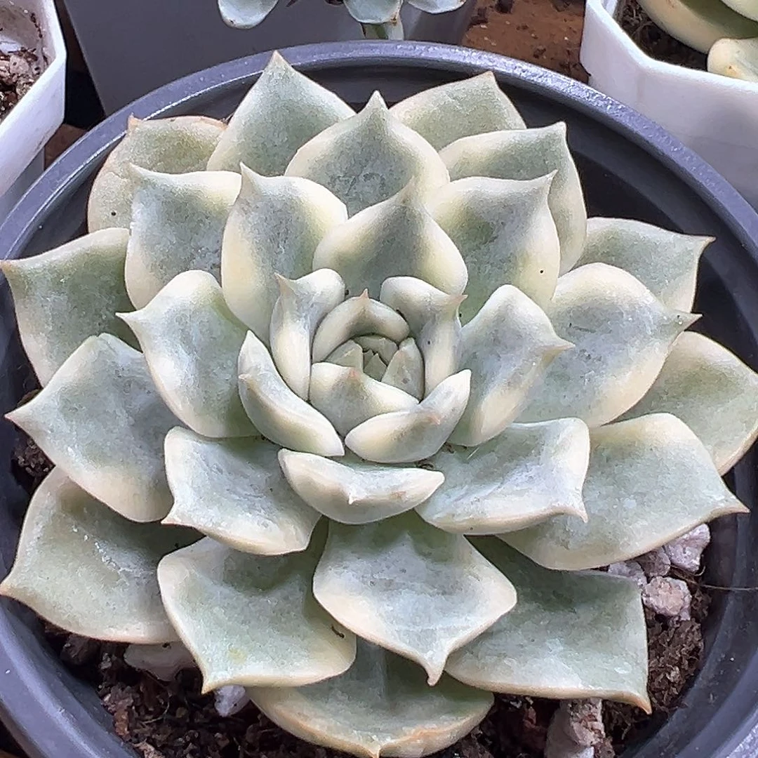 艾丽卡锦 小方花圃一单包邮非偏远