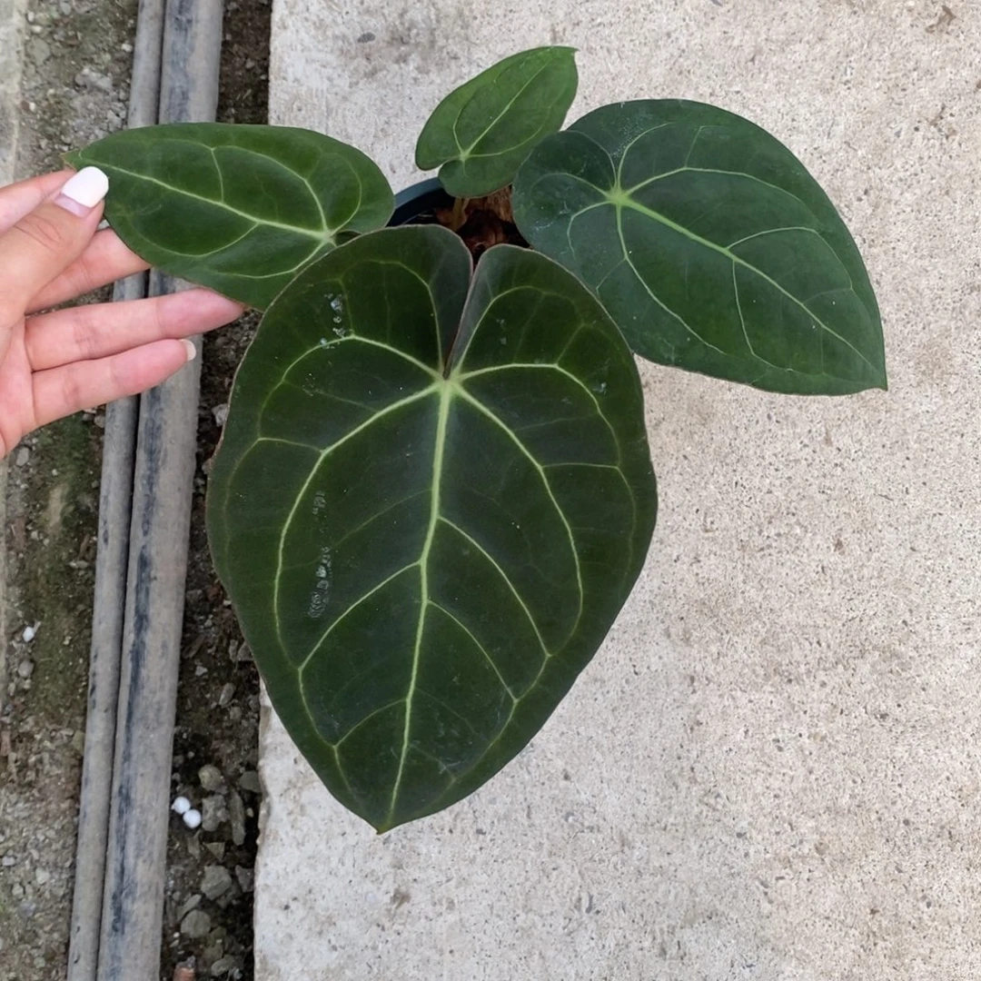 不开花植物黑丝绒杂（无售后）（2颗包邮）