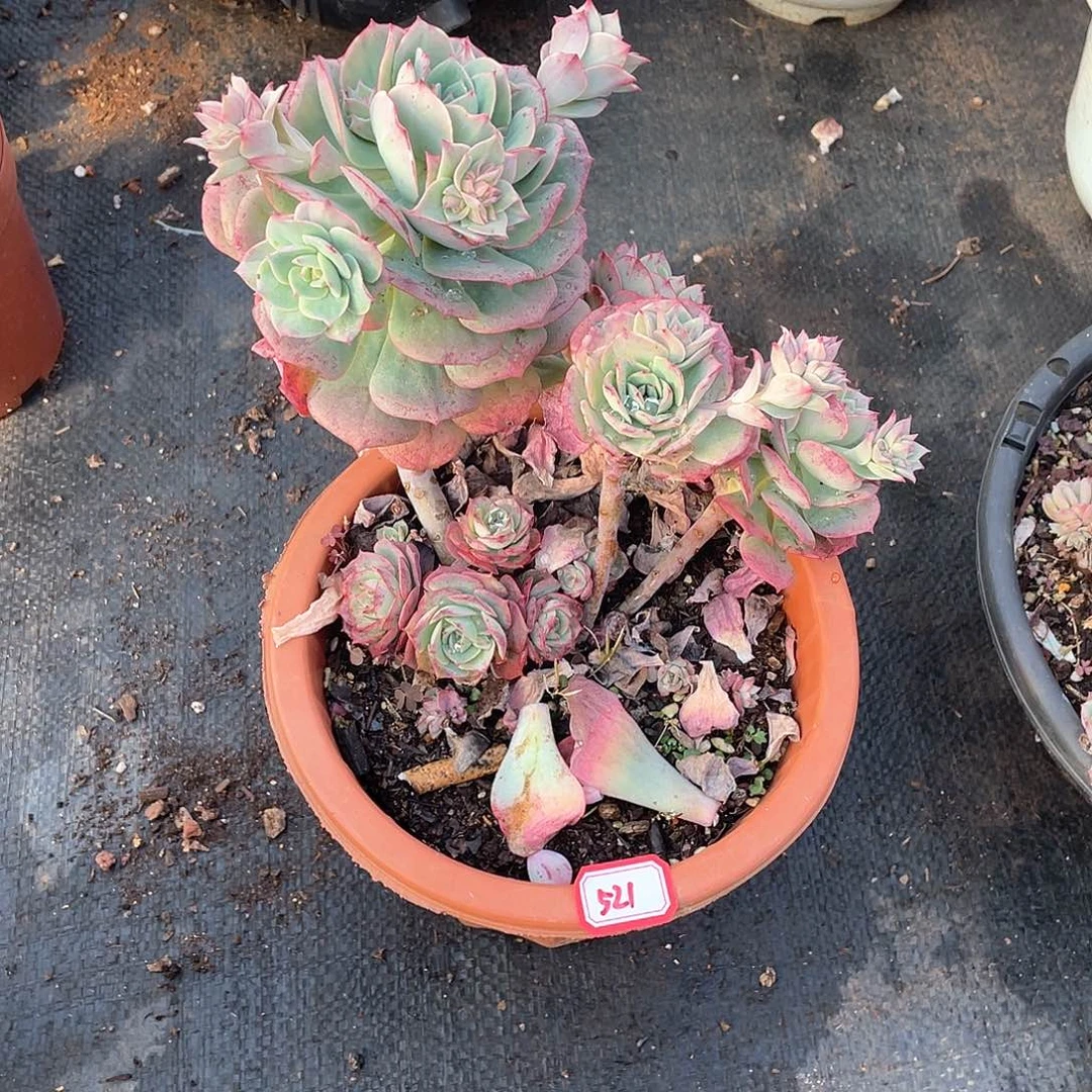 521克罗地亚玫瑰年尾清货一物一拍多肉