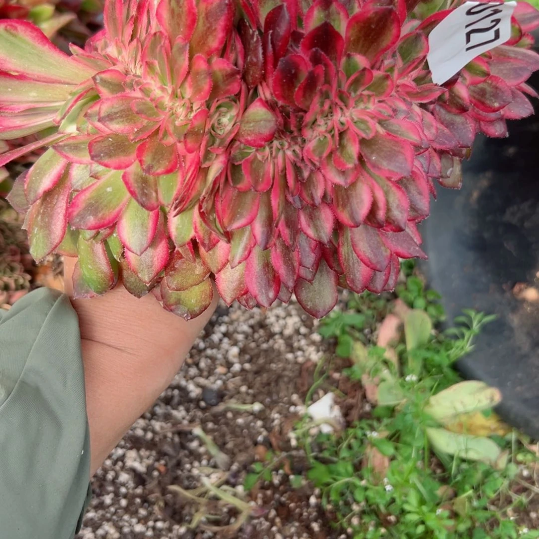 127 号多肉植物法师新号福利