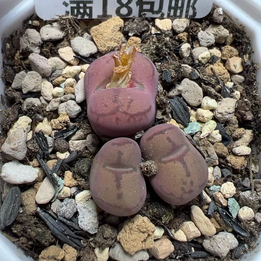 【闪购商品】 341。