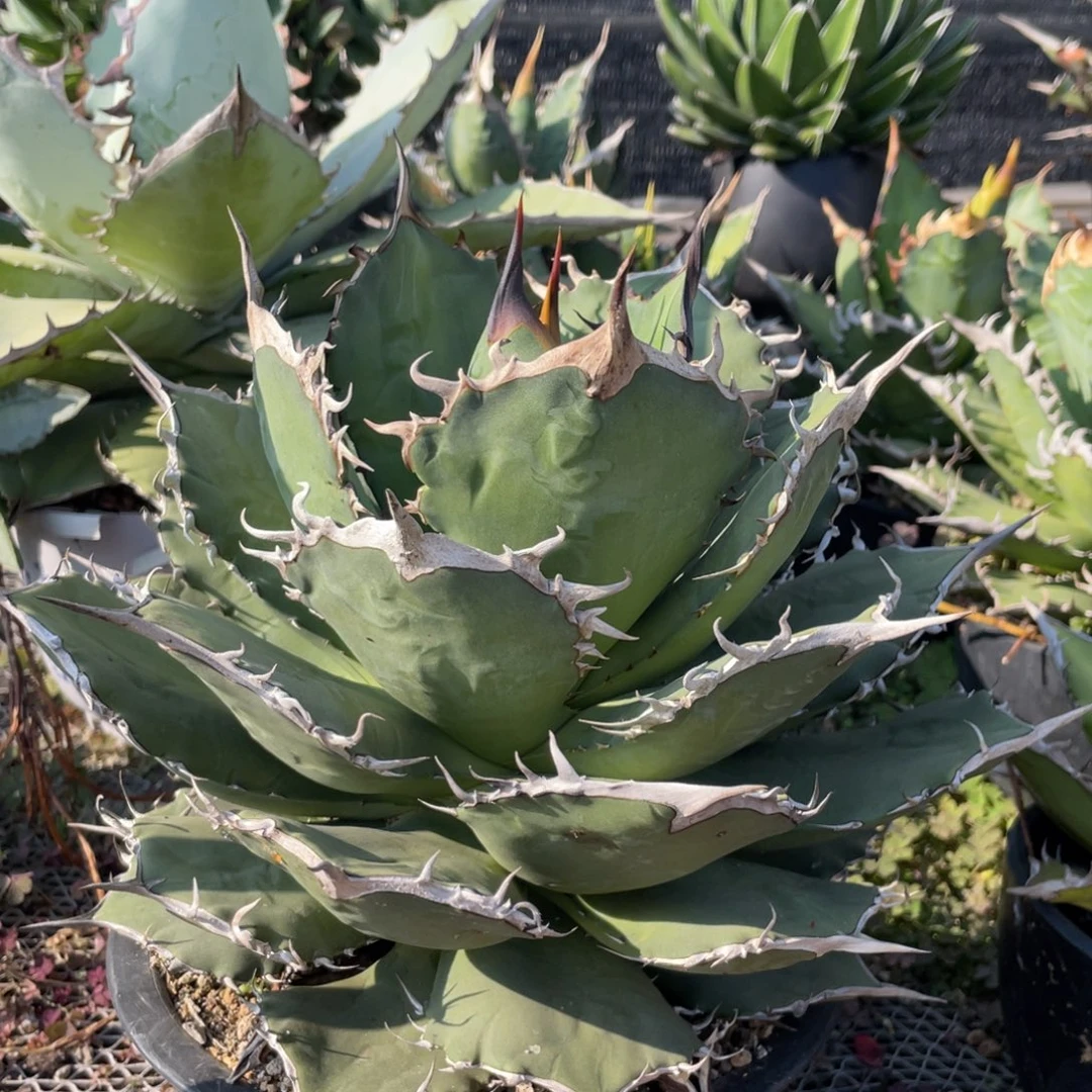 无花朵金刚狼龙舌兰