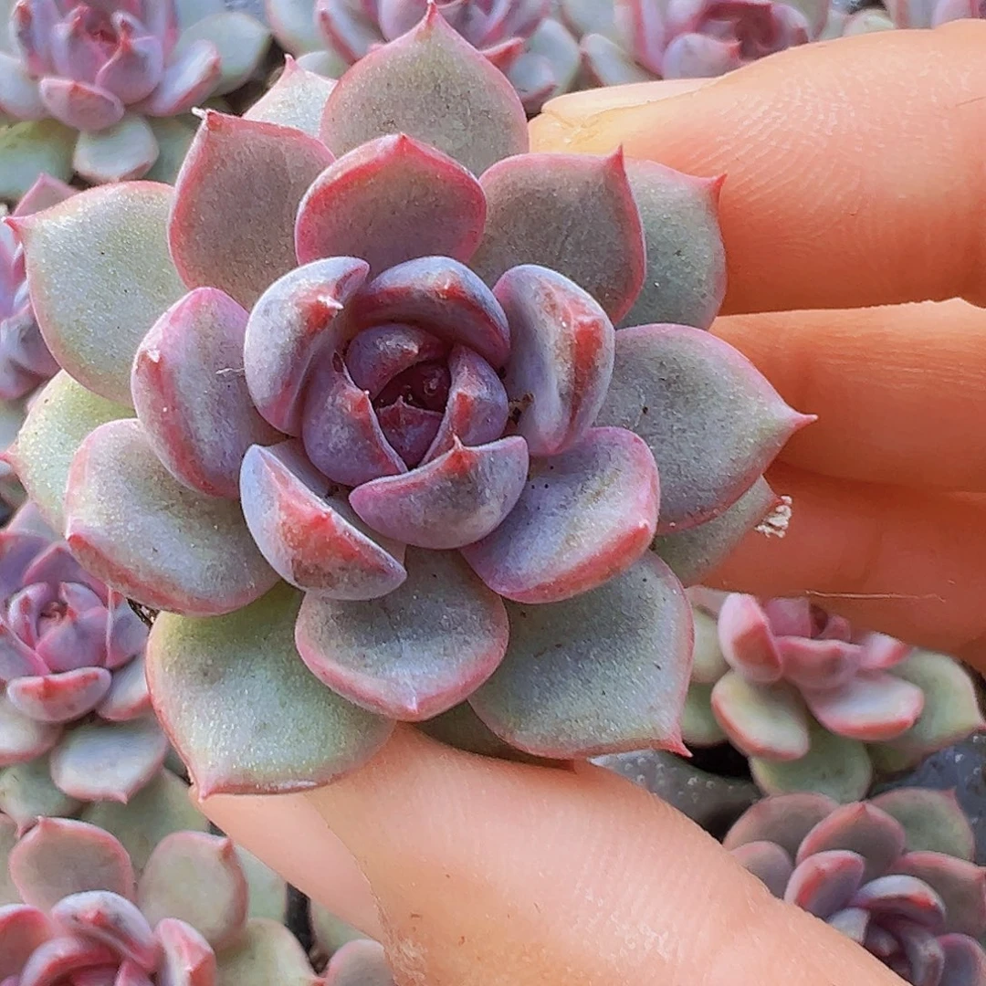 蓝莓苗3颗多肉植物