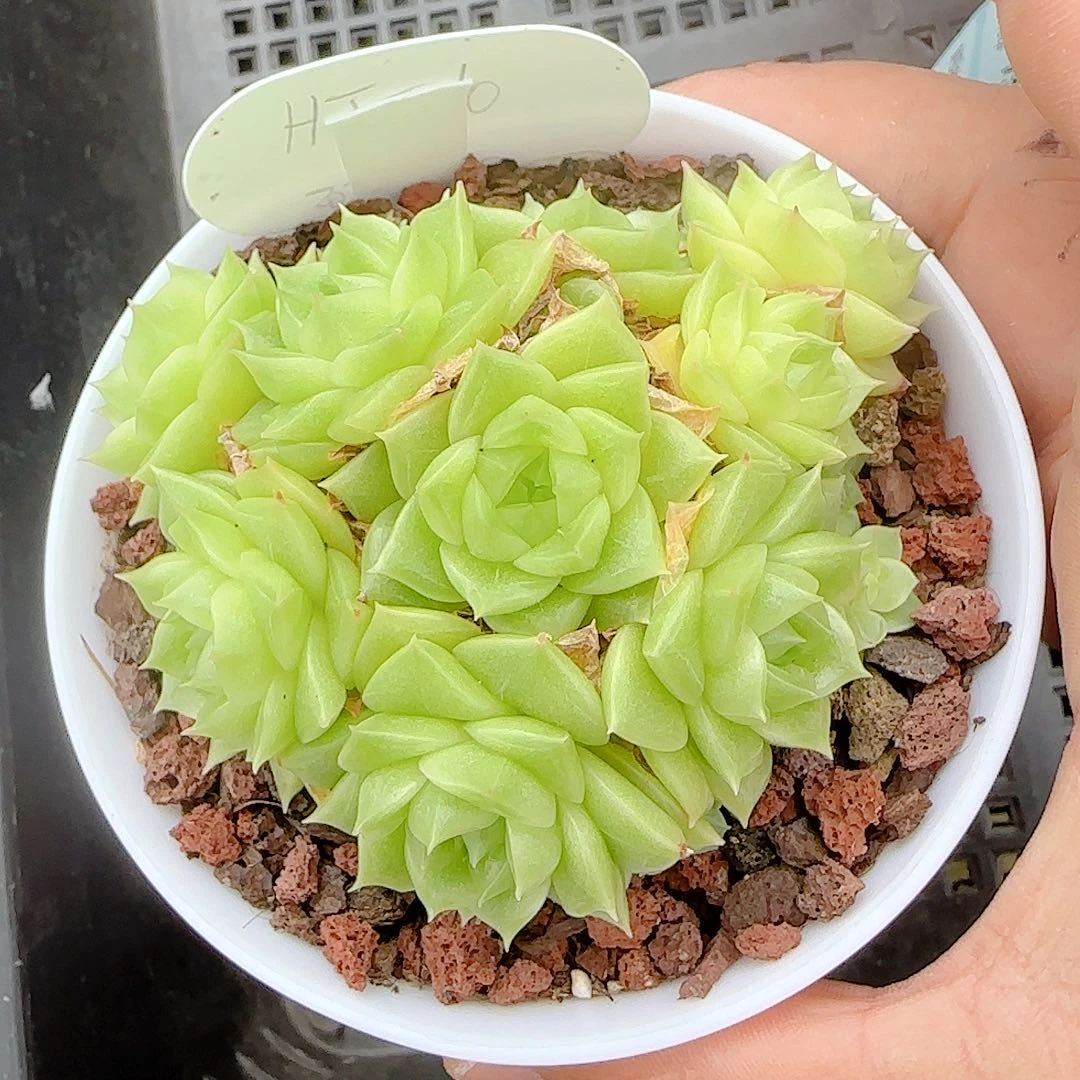 【闪购商品】0018-53（ht-10）