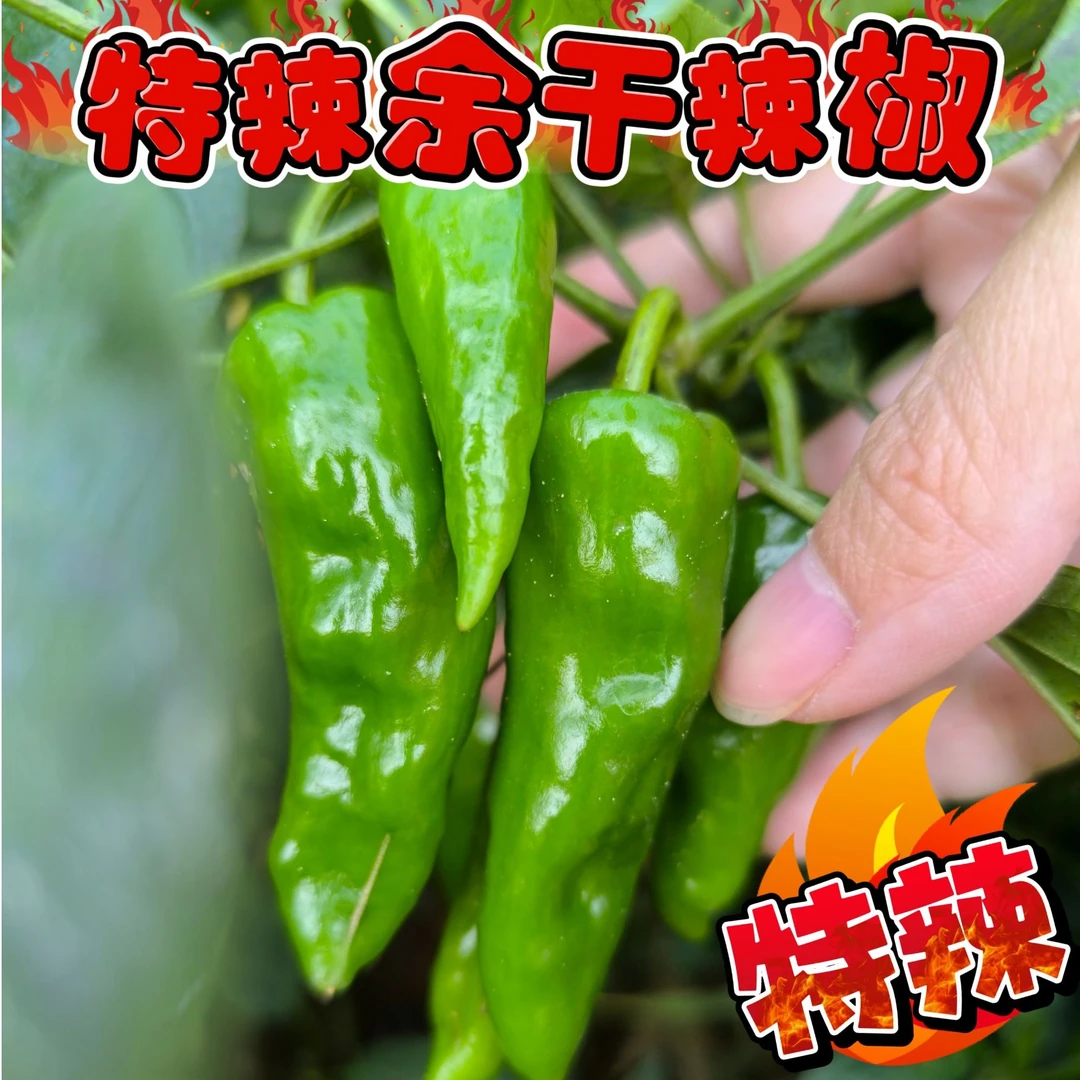 余干辣椒原产地优质新鲜蔬菜土椒小青椒小辣椒特辣香辣薄皮辣椒