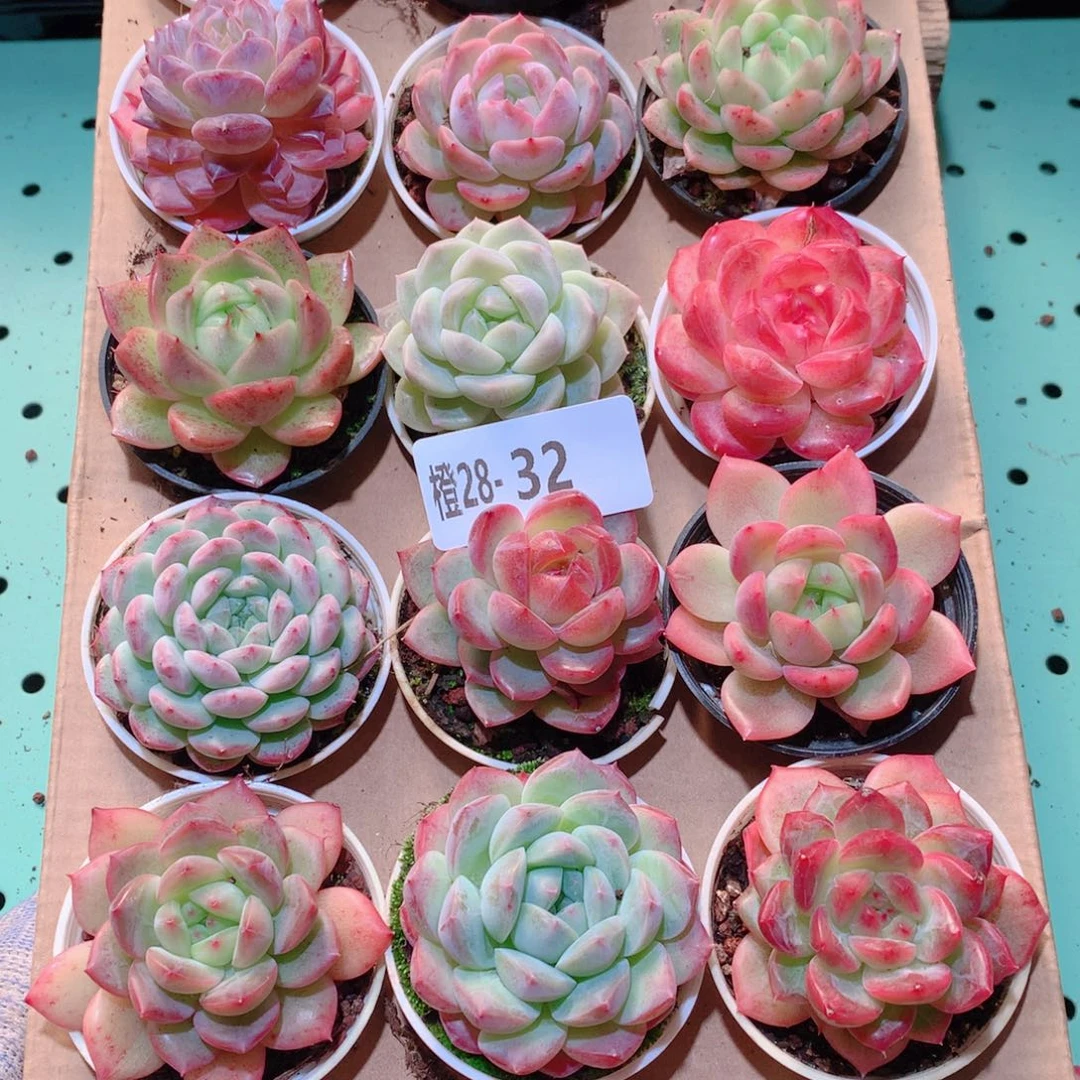 28-32一物一拍多肉带盆18颗