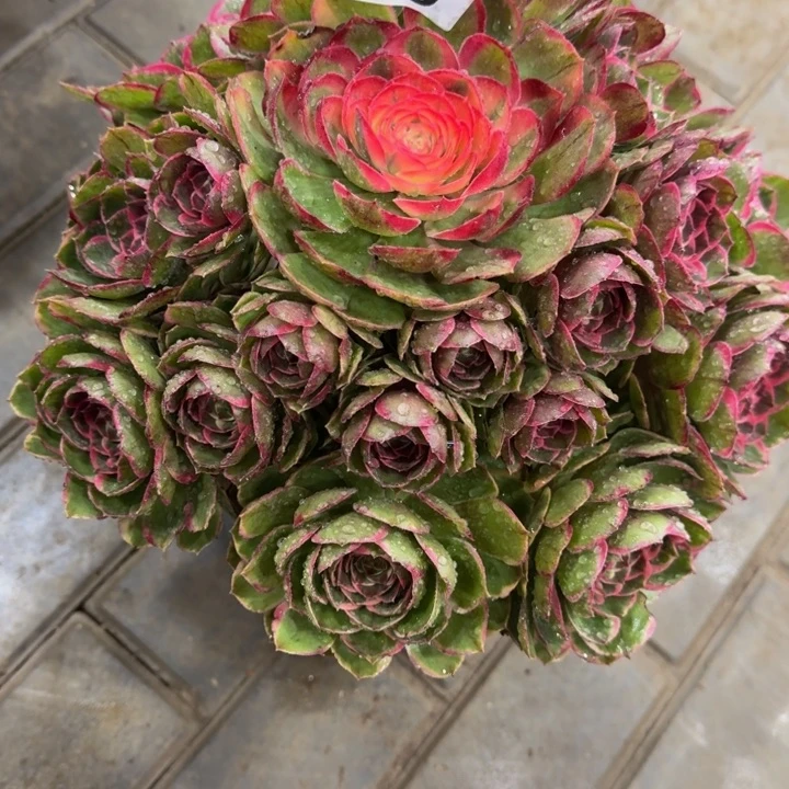 偏***你粉花妖090肉寄养